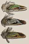 Trout Feather Paintings