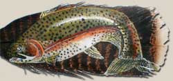 Colorado Rainbow Trout Painting